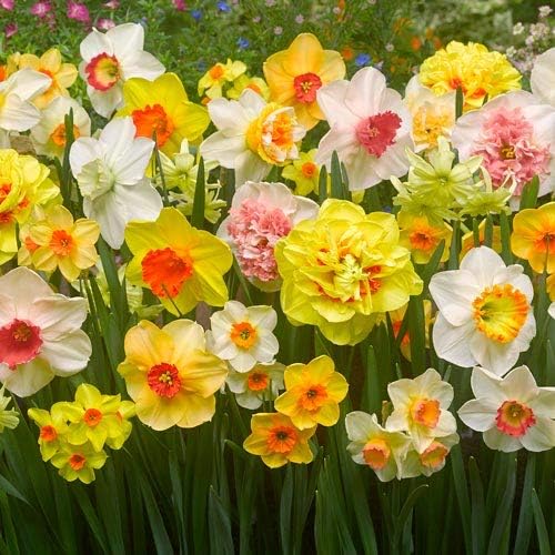 Daffodil Mix Bulbs for Planting - Easy to Grow Perennial Flowers for Garden or Containers (25 Bulbs)