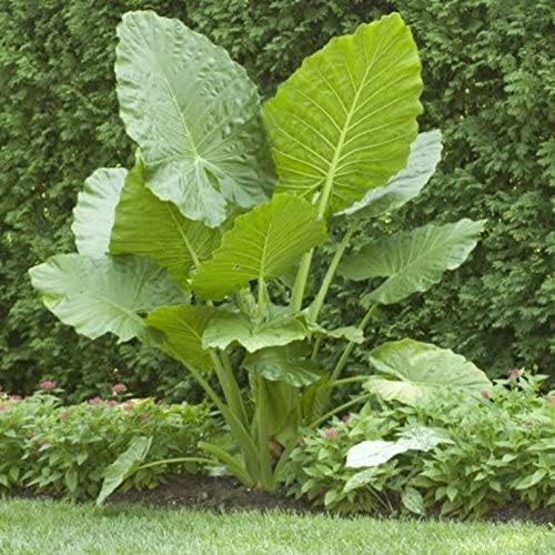 Giant Upright Elephant Ears Bulb for Planting - Huge Bulb to Grow Giant Tropical Alocasia - Made in USA