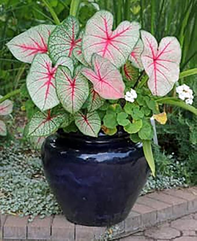 3 Kathleen Caladium - Large Size Root Bulbs - Elegant Green and White Foliage - Hardy in Zones 9-11 - Ideal for Gardens and Containers