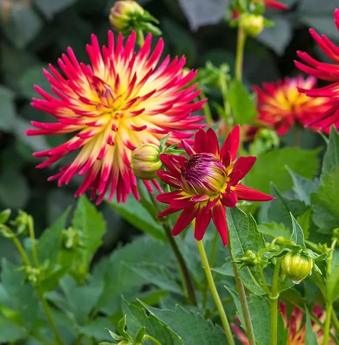 Tahiti Dahlia Bulbs for Planting - Perennial Dahlia Bulbs, Large, Vibrant Blooms for a Long-Lasting Garden Display (12 Pack)