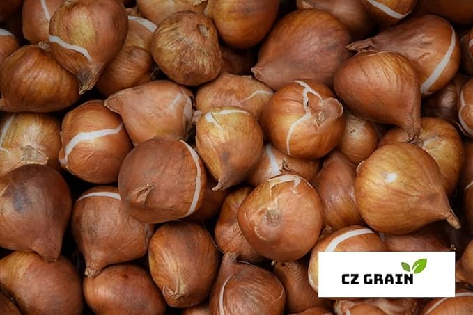 Bulk Yellow Daffodil Bulbs for Planting - Dutch Master Value Bag - Plant in Gardens, Borders & Flowerbeds - Bulb Size 10/12 cm - Easy to Grow Fall Flowers Bulbs (25 Bulbs)
