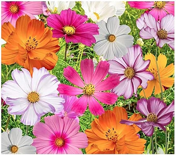 Cosmos Seeds in a Mixture of 11 Varieties - Long Blooming Period in All Zones - Easy to Grow