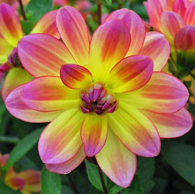 Pacific Ocean Dahlia Roots- Beautiful Flowering Dahlia Bulbs - Long Period Blooming Dahlia Roots - Easy to Grow (1 Pack)