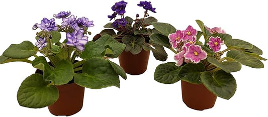 Generic African Violets, 3 Pack, 4-Inch Pots, Assorted Colors, Home/Office Decor