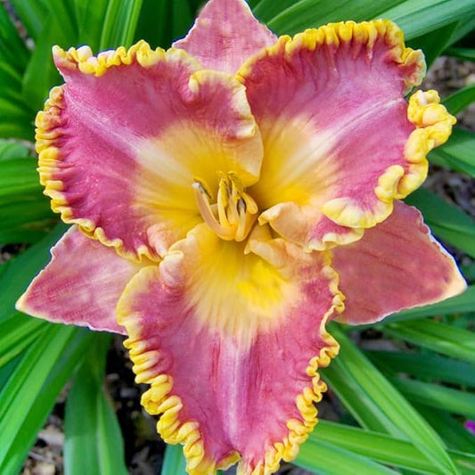 French Lingerie Daylily Flower Bulb - Naturalizing - Perennializing - Easy to Grow Live Plants - Outdoor Garden