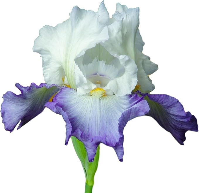Easy to Grow Bearded Iris Clarence - 3 Plant Bulbs Rhizomes, Purple & White Flowers in Spring to Fall, Full Sun Low Maintenance