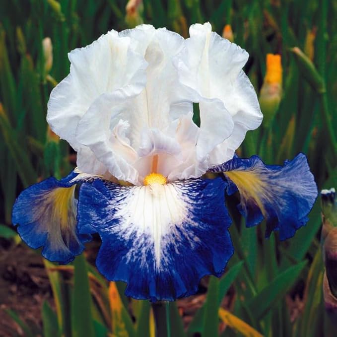 Can't Touch This Bearded Iris Flower Bulbs - 1 Rhizome per Pack - Attracts Butterflies and Hummingbirds - Deer Resistant - Good as Cut Flowers - Naturalizing - Perennializing