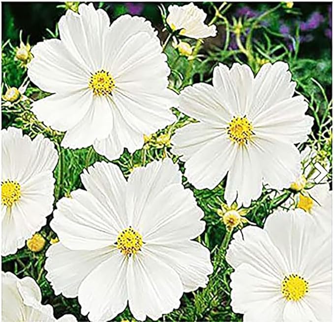 Cosmos Seeds in a Mixture of 11 Varieties - Long Blooming Period in All Zones - Easy to Grow