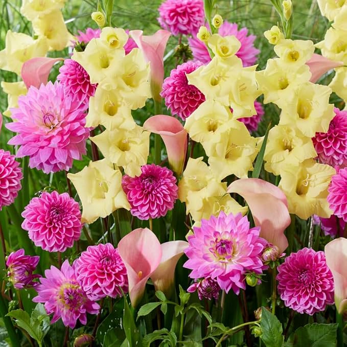 24 Easy-to-Plant Bulbs – Dahlias, Lilies, Gladiolus – Guava Glow Punch Flower Bulb Mix - Vibrant Colors & Fragrance – Summer Blooming Garden Gift Set