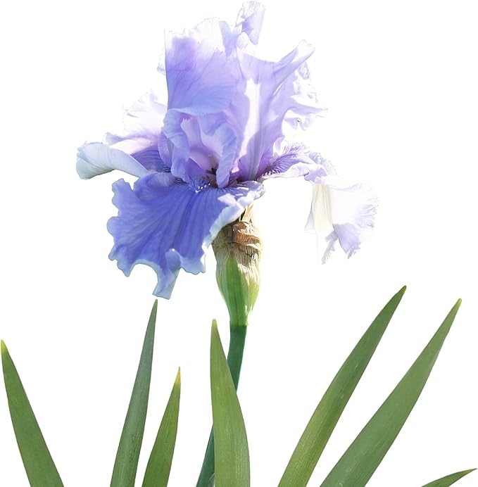 Easy to Grow Bearded Iris Rio Vista - 9 Plant Bulbs Rhizomes, Lavender & Purple Flowers in Spring to Fall, Full Sun Low Maintenance
