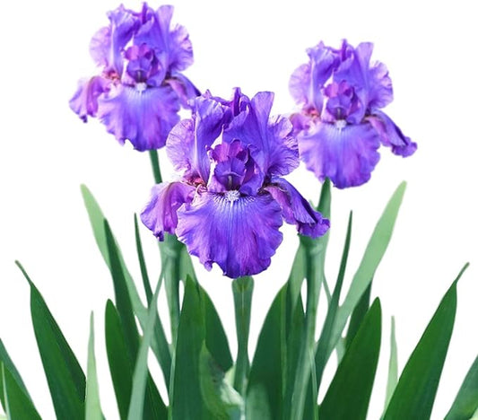 Easy to Grow Bearded Iris His Royal Highness - 3 Plant Bulbs Rhizomes, Indigo Purple Flowers in Spring to Fall, Full Sun Low Maintenance