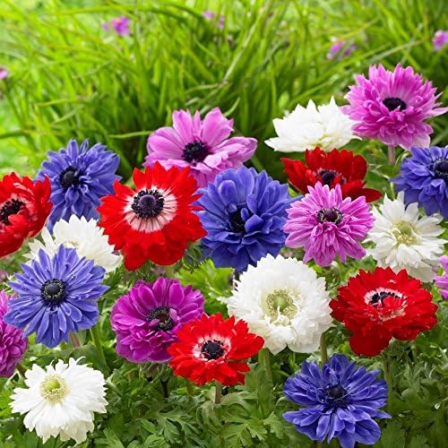 Easy to Grow Anemone St. Brigid Mix - 60 Plant Bulbs, Colorful Blue-Violet, Pink, Red & White Double Flowers in Spring Garden, Full to Partial Sun