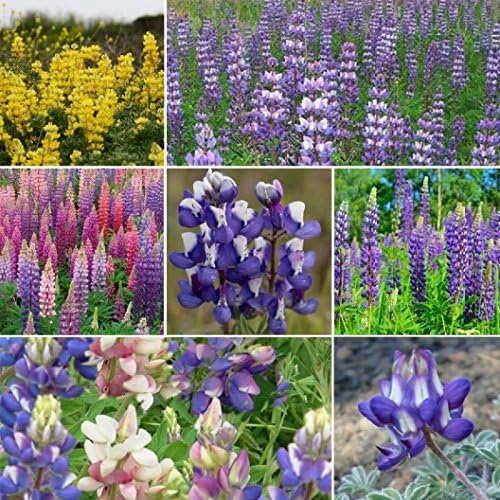Non GMO Bulk Lupine Mix Flower Seed 7 Species of Wildflower Seeds (25 lbs)