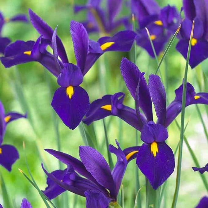 Complete Spring Flower Bulb Garden - 50 Bulbs for 50 Days of Continuous Blooms (Spring Color from March Through June) - Easy to Grow Fall Planting Bulbs by Willard & May