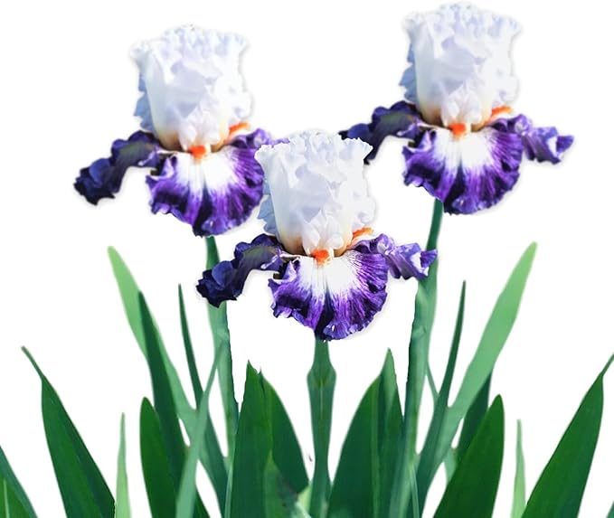 Easy to Grow Bearded Iris Gypsy Lord - 9 Plant Bulbs Rhizomes, Purple & White Flowers in Spring to Fall, Full Sun Low Maintenance