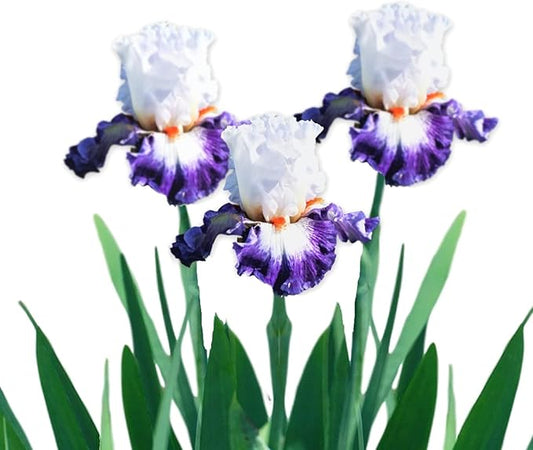 Easy to Grow Bearded Iris Gypsy Lord - 9 Plant Bulbs Rhizomes, Purple & White Flowers in Spring to Fall, Full Sun Low Maintenance