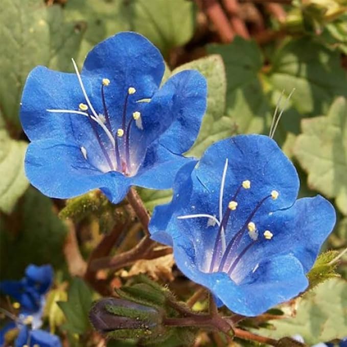 3,000+ California Bluebells Wildflower Seeds - California Native Wildflower - Nemophila Menziesii S