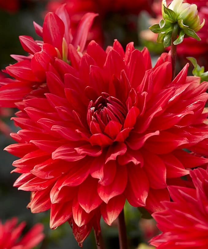 Garden Wonder Dahlia Bulbs - Stunning Dahlia Blooms, Large Flowering Dahlia Bulbs | Perennial Flower, Prefect for Cut, Easy to Grow, Attracts pollinators (12 Pack)
