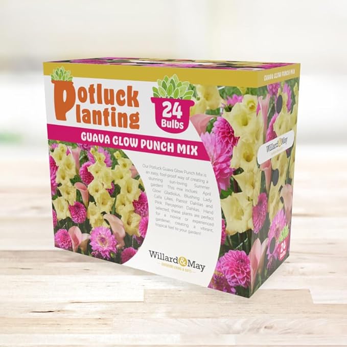 24 Easy-to-Plant Bulbs – Dahlias, Lilies, Gladiolus – Guava Glow Punch Flower Bulb Mix - Vibrant Colors & Fragrance – Summer Blooming Garden Gift Set