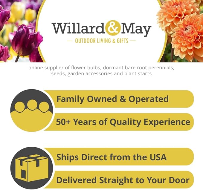 Bearded Iris Flower Bulb Mix - 5 Bulb Value Pack of Assorted Colors - Easy to Grow Fall Planting Bulbs by Willard & May