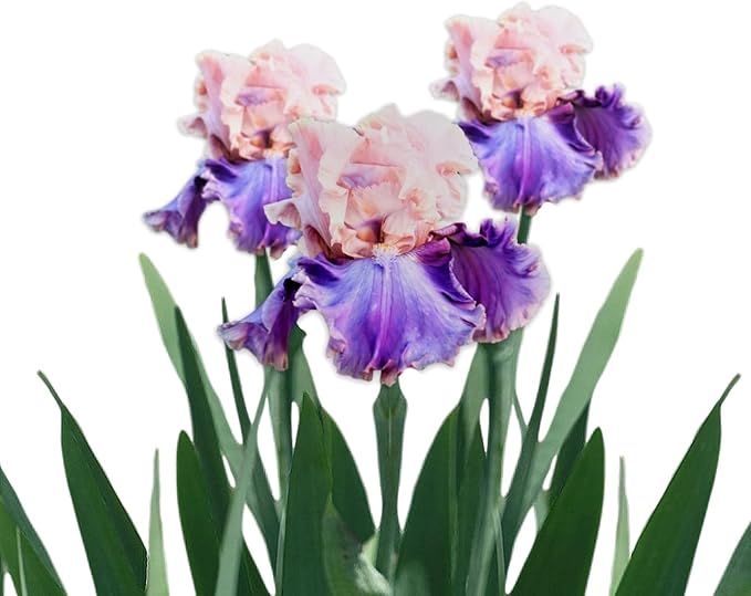 Easy to Grow Bearded Iris Florentine Silk - 3 Plant Bulbs Rhizomes, Pink & Purple Bicolor Flowers in Spring to Fall, Full Sun Low Maintenance