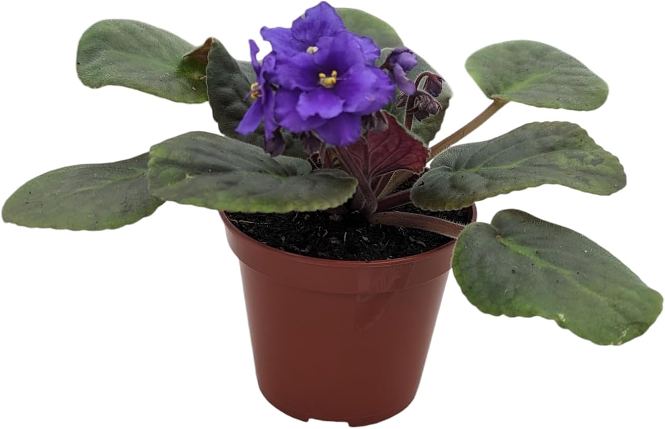 Novelty African Violet Plant in 4" Pot, Purple Blooms