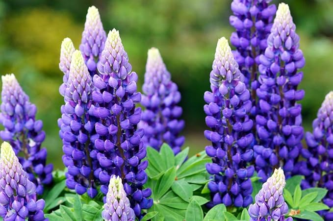 Seeds Blue Lupine King Canute Giant Tall Perennial Flowers Non GMO