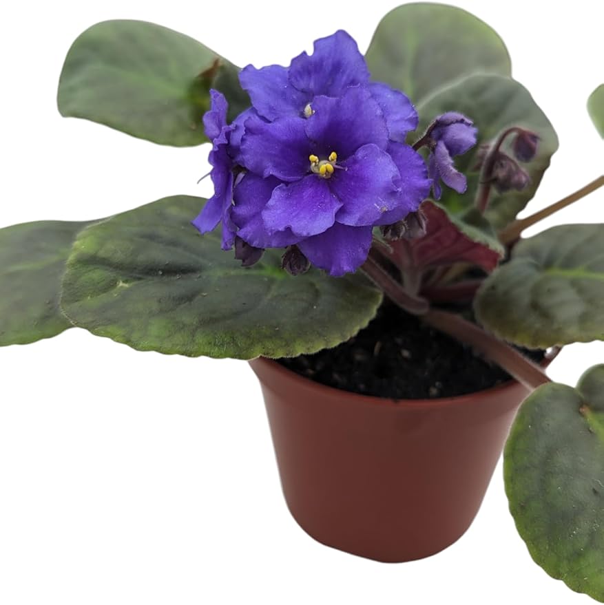 Novelty African Violet Plant in 4" Pot, Purple Blooms