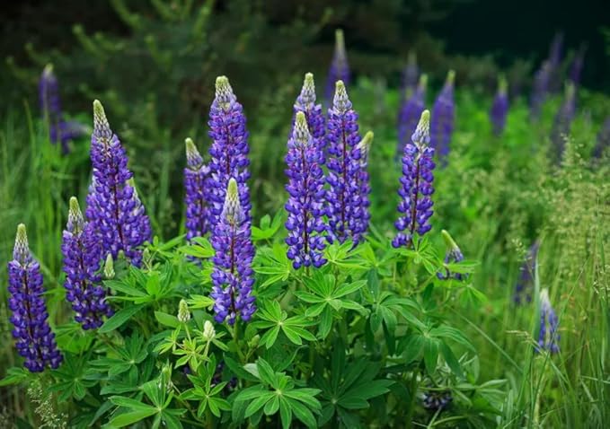 Seeds Blue Lupine King Canute Giant Tall Perennial Flowers Non GMO