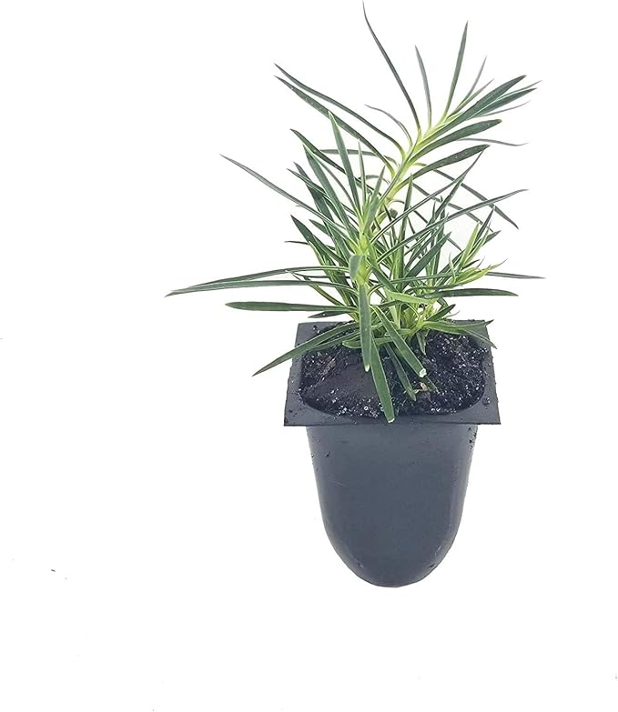 Frosty Fire Dianthus - 3 Live Plants - Dianthus Allwoodii - Fragrant Cold Hardy Groundcover