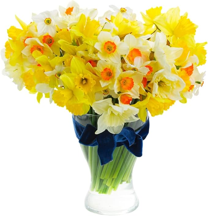 25 Mix Color Daffodils Bulbs Trumpet and Cupped Mixture - Set of 25 Large Fresh Bulbs