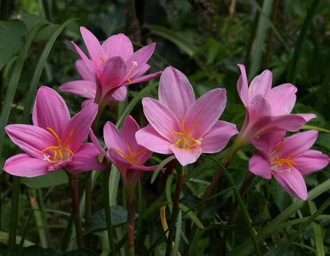 Zephyranthes Grandiflora Pink Rain Lily Bulbs for Planting - Perennial Lily Flowering Bulbs | Bloom Multiple Times - Easy to Grow (20 Pack)