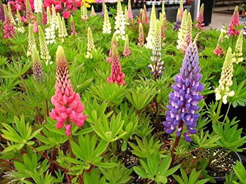 Dirt Goddess Super Seeds ~ Lupine Mix Flower Seed (1/2 Lb) 7 Species of Wildflower Seeds Non GMO Bulk