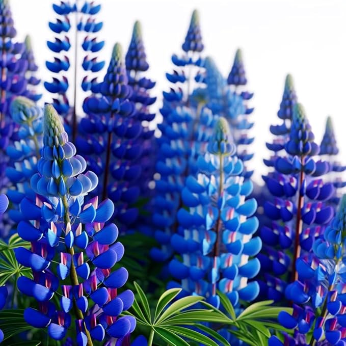 Seeds Blue Lupine King Canute Giant Tall Perennial Flowers Non GMO