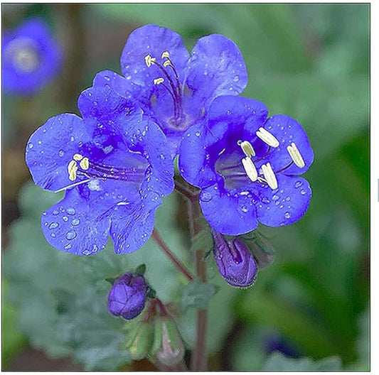 3,000+ California Bluebells Wildflower Seeds - California Native Wildflower - Nemophila Menziesii S