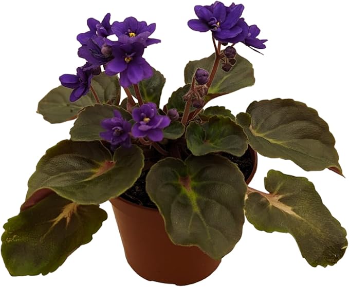 Generic African Violets, 3 Pack, 4-Inch Pots, Assorted Colors, Home/Office Decor