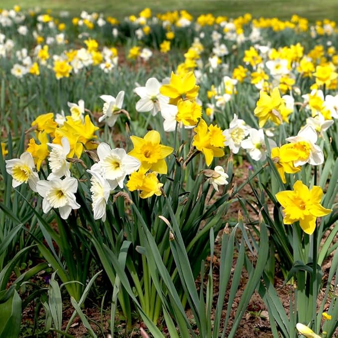 50 Mixed Daffodil Bulbs – Naturalizing Narcissus Variety Pack – Bulk of Spring-Blooming Flowers – Deer Resistant & Cold Hardy – Easy Fall Planting - Plant in Gardens, Borders & Beds - Willard & May