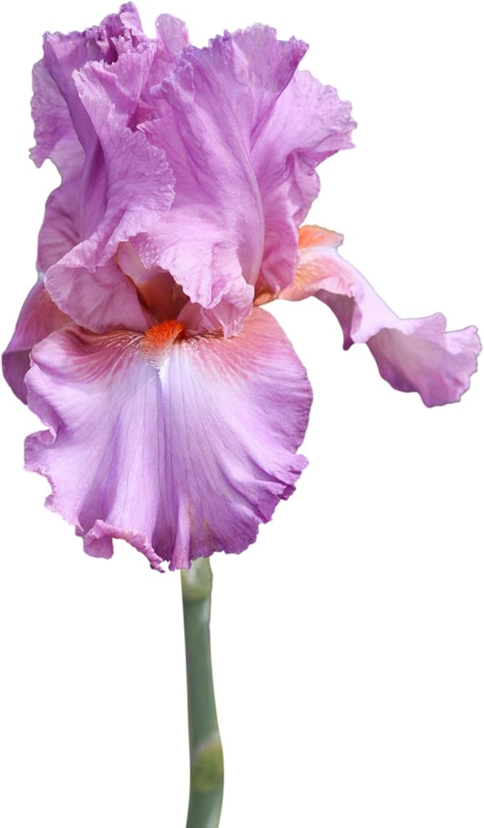 Easy to Grow Bearded Iris Persian Berry - 3 Plant Bulbs Rhizomes, Purple Flowers in Spring to Fall, Full Sun Low Maintenance