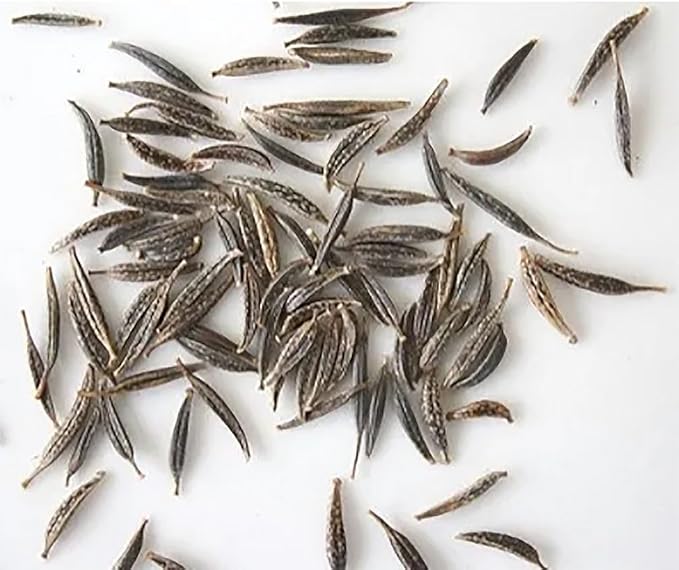 1000 Cosmos Candystripe Seeds - Long Blooming Period in All Zones - 4-5' Tall…