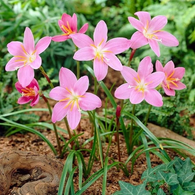 Zephyranthes Robustus Bulbs - Long Lasting Blooms, Perennial Rain Lily Bulk & Wholesale Bulbs for Planting | Easy to Grow and Low Maintenance (500 Pack)