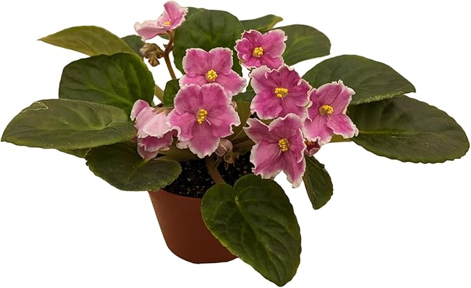 Generic African Violets, 3 Pack, 4-Inch Pots, Assorted Colors, Home/Office Decor
