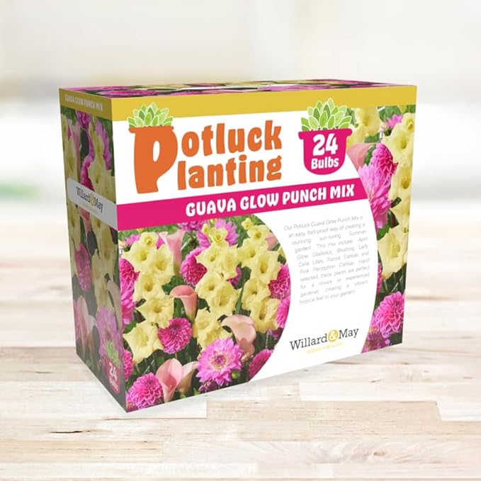 24 Easy-to-Plant Bulbs – Dahlias, Lilies, Gladiolus – Guava Glow Punch Flower Bulb Mix - Vibrant Colors & Fragrance – Summer Blooming Garden Gift Set