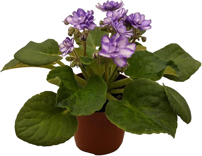 Generic African Violets, 3 Pack, 4-Inch Pots, Assorted Colors, Home/Office Decor