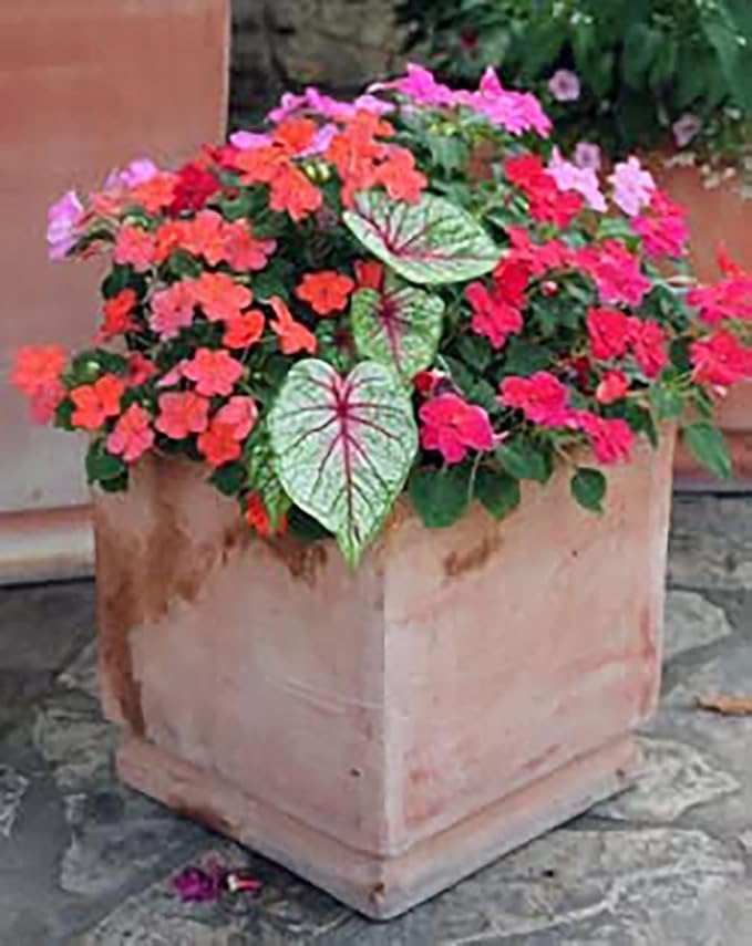 3 Kathleen Caladium - Large Size Root Bulbs - Elegant Green and White Foliage - Hardy in Zones 9-11 - Ideal for Gardens and Containers