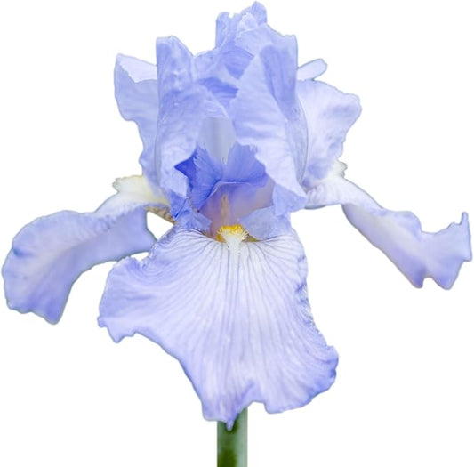 Easy to Grow Bearded Iris Cloud Ballet - 3 Plant Bulbs Rhizomes, Light Blue & White Flowers in Spring to Fall, Full Sun Low Maintenance
