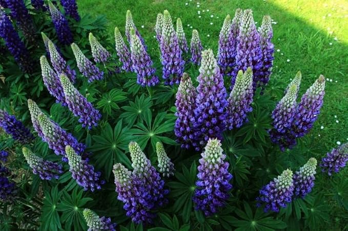 Seeds Blue Lupine King Canute Giant Tall Perennial Flowers Non GMO