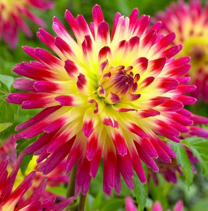 Tahiti Dahlia Bulbs for Planting - Perennial Dahlia Bulbs, Large, Vibrant Blooms for a Long-Lasting Garden Display (8 Pack)