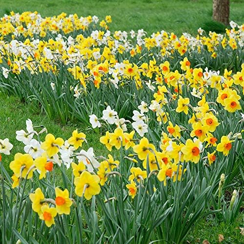 100 Mixed Daffodil Bulbs – Bulk Pack of Spring-Blooming Narcissus – Deer Resistant & Cold Hardy – Easy Fall Planting - Plant in Gardens, Borders & Flowerbeds - Willard & May