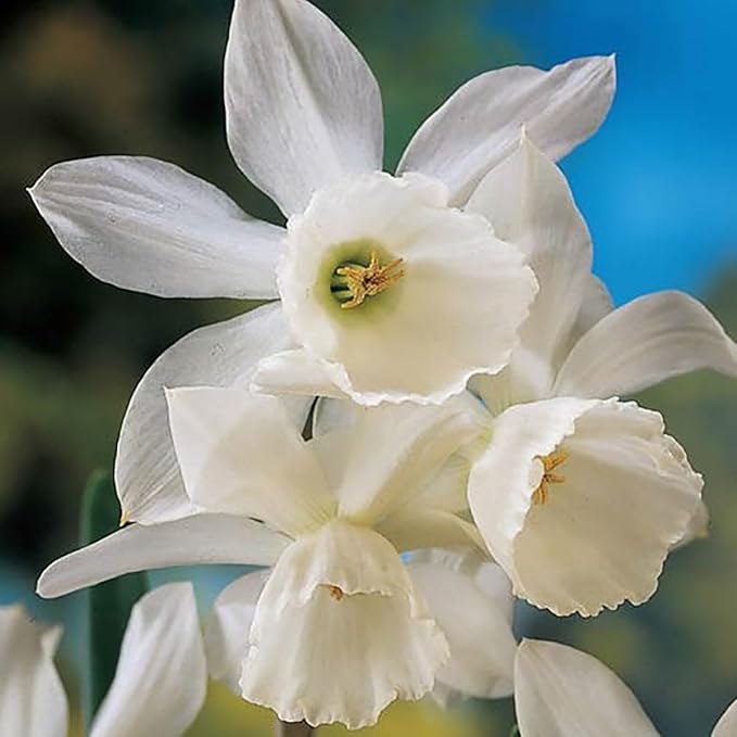 BRECK'S - Thalia Fragrent Daffodil Dormant Spring Flowering Bulbs - Each Offer Includes 25 Bulbs