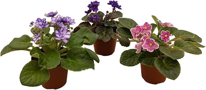 Generic African Violets, 3 Pack, 4-Inch Pots, Assorted Colors, Home/Office Decor